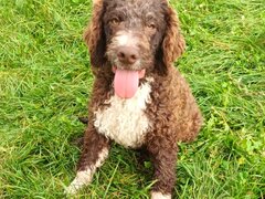 Catei, pui Lagotto Romagnolo