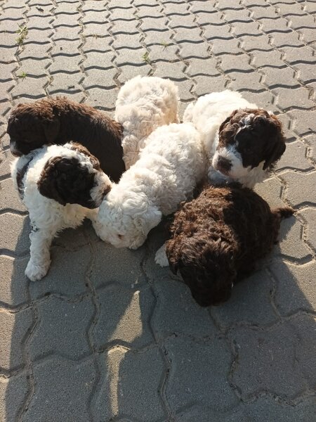Catei, pui Lagotto Romagnolo