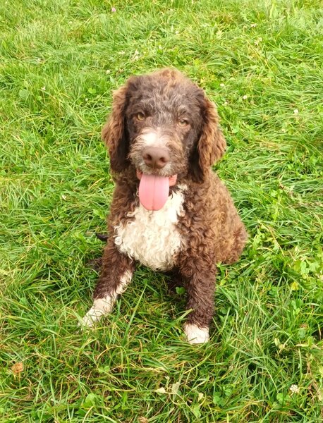 Catei, pui Lagotto Romagnolo
