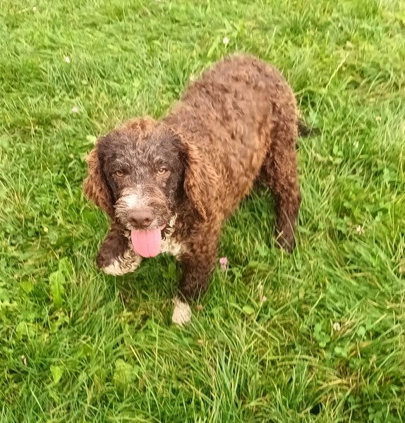 Catei, pui Lagotto Romagnolo