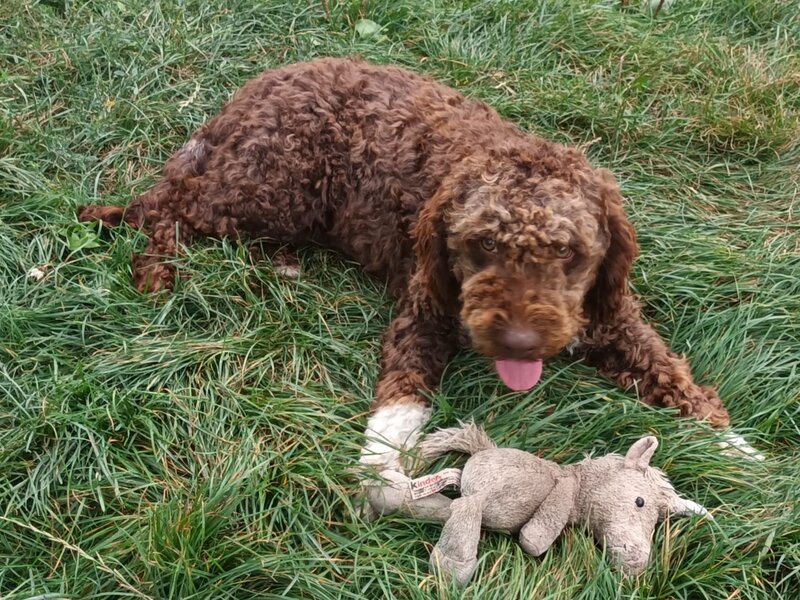 Catei, pui Lagotto Romagnolo