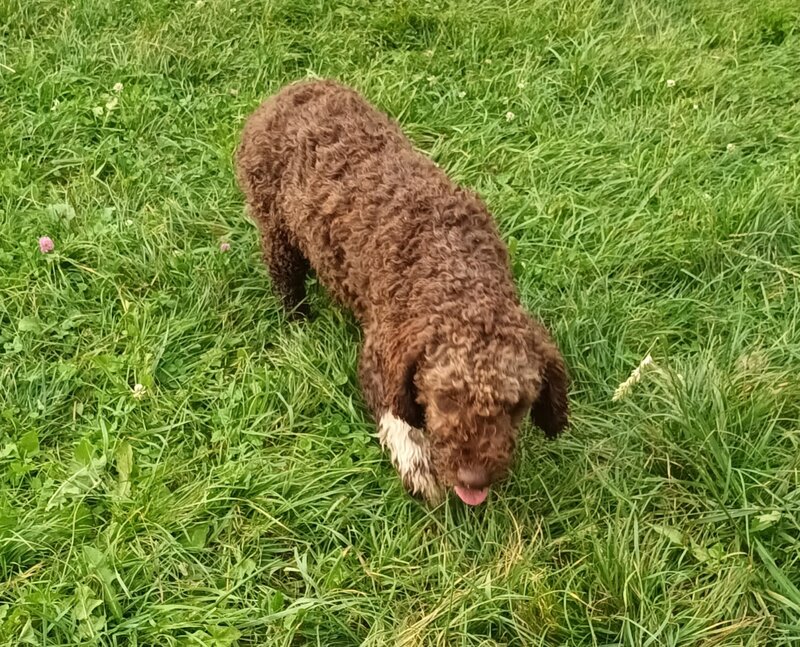 Catei, pui Lagotto Romagnolo