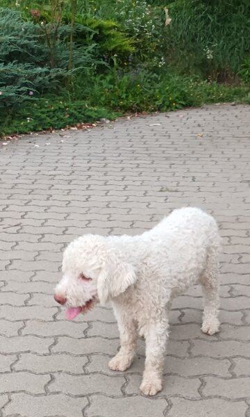 Catei, pui Lagotto Romagnolo