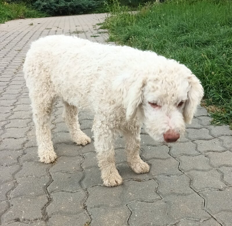 Catei, pui Lagotto Romagnolo