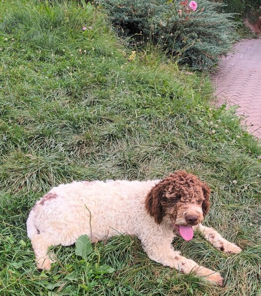 Catei, pui Lagotto Romagnolo