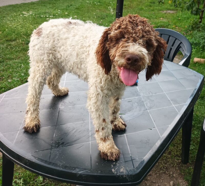 Catei, pui Lagotto Romagnolo