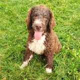 Catei / Pui Lagotto Romagnolo