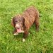 Catei, pui Lagotto Romagnolo