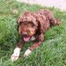 Catei, pui Lagotto Romagnolo