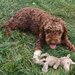 Catei, pui Lagotto Romagnolo