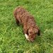 Catei, pui Lagotto Romagnolo