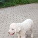 Catei, pui Lagotto Romagnolo