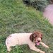 Catei, pui Lagotto Romagnolo