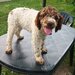 Catei, pui Lagotto Romagnolo